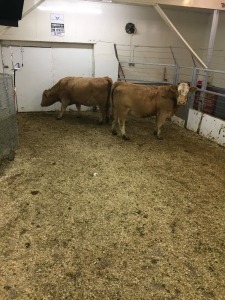 2 Tan Brockle-Face Cows