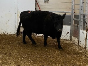 1 Black Cow