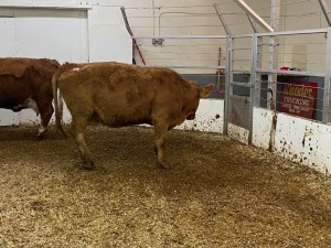 2 Red Cows