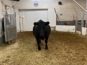 1 Black Cow