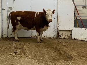 1 Red White-Face Cow