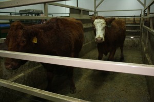 2 Red Cows, 1 red and 1 red white-faced, 1220 lbs average